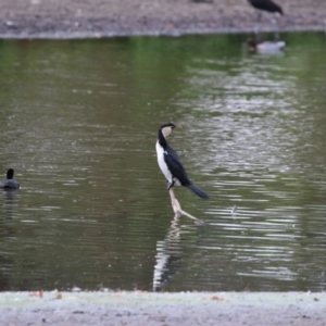 Microcarbo melanoleucos at Giralang, ACT - 15 Dec 2019 05:04 PM