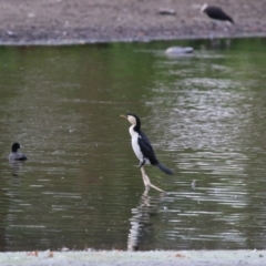 Microcarbo melanoleucos at Giralang, ACT - 15 Dec 2019