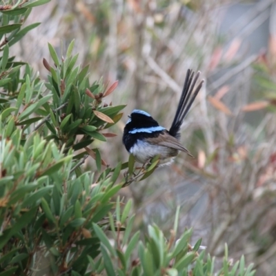 Malurus cyaneus (Superb Fairywren) at Giralang Wetlands - 15 Dec 2019 by NinaMc