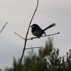 Malurus cyaneus at Giralang, ACT - 15 Dec 2019