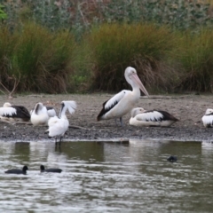 Pelecanus conspicillatus (Australian Pelican) at Giralang Wetlands - 15 Dec 2019 by NinaMc