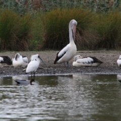 Pelecanus conspicillatus at Giralang, ACT - 15 Dec 2019