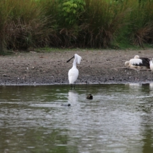 Platalea regia at Giralang, ACT - 15 Dec 2019