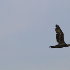 Phalacrocorax sulcirostris (Little Black Cormorant) at Giralang, ACT - 18 Dec 2019 by NinaMc