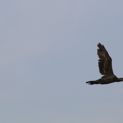 Phalacrocorax sulcirostris (Little Black Cormorant) at Giralang, ACT - 19 Dec 2019 by NinaMc