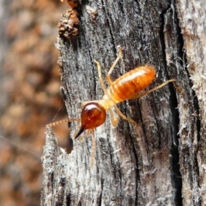 Nasutitermes sp. (genus) at Red Hill Nature Reserve - 15 Dec 2019