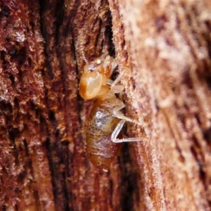 Nasutitermes sp. (genus) at Red Hill Nature Reserve - 15 Dec 2019