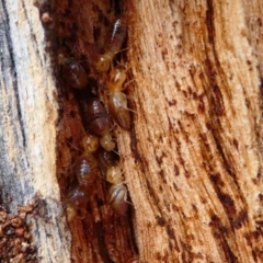 Nasutitermes sp. (genus) at Red Hill Nature Reserve - 15 Dec 2019