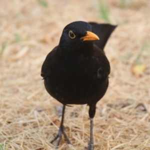 Turdus merula at Giralang, ACT - 21 Dec 2019 07:06 AM