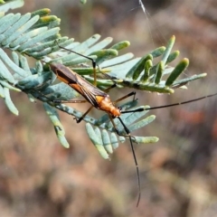 Rayieria acaciae (Acacia-spotting bug) at Red Hill, ACT - 14 Dec 2019 by HarveyPerkins