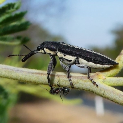 Rhinotia sp. in brunnea-group (A belid weevil) at Red Hill, ACT - 14 Dec 2019 by HarveyPerkins