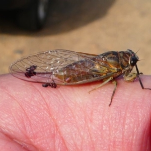 Galanga labeculata at Red Hill, ACT - 15 Dec 2019 08:37 AM