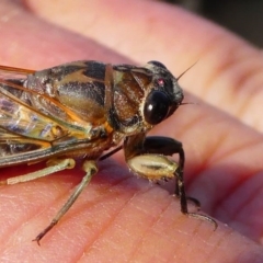 Galanga labeculata at Red Hill, ACT - 15 Dec 2019 08:37 AM