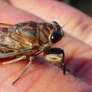 Galanga labeculata at Red Hill, ACT - 15 Dec 2019 08:37 AM