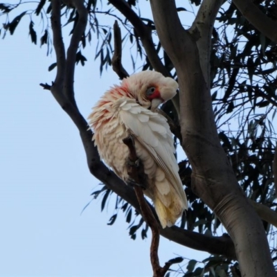 Cacatua tenuirostris (Long-billed Corella) at Garran, ACT - 14 Dec 2019 by HarveyPerkins