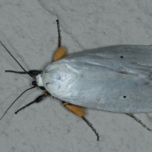 Maroga melanostigma at Ainslie, ACT - 18 Dec 2019 09:40 PM