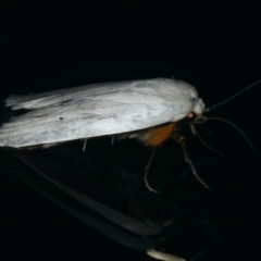 Maroga melanostigma at Ainslie, ACT - 18 Dec 2019