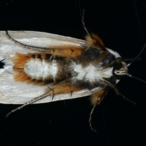 Maroga melanostigma at Ainslie, ACT - 18 Dec 2019