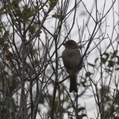 Passer domesticus (House Sparrow) at Giralang Wetlands - 20 Dec 2019 by NinaMc