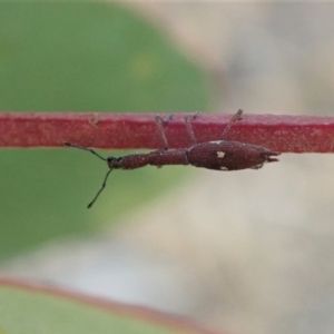 Rhadinosomus lacordairei at Dunlop, ACT - 19 Dec 2019