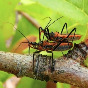 Gminatus australis at Kambah, ACT - 8 Dec 2019