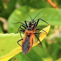 Gminatus australis at Kambah, ACT - 8 Dec 2019 06:02 PM