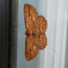 Ectropis excursaria (Common Bark Moth) at Kambah, ACT - 11 Dec 2019 by HarveyPerkins