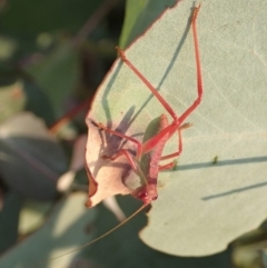 Caedicia simplex (Common Garden Katydid) at Cook, ACT - 18 Dec 2019 by CathB