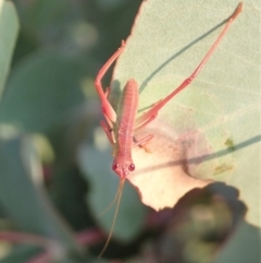 Caedicia simplex at Cook, ACT - 19 Dec 2019 07:08 AM