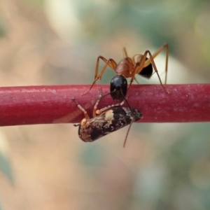 Eurymeloides adspersa at Cook, ACT - 19 Dec 2019 07:09 AM