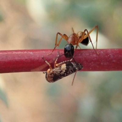 Eurymeloides adspersa (Gumtree hopper) at Cook, ACT - 18 Dec 2019 by CathB