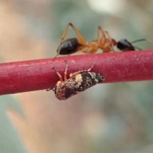 Eurymeloides adspersa at Cook, ACT - 19 Dec 2019 07:09 AM