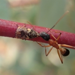 Eurymeloides adspersa at Cook, ACT - 19 Dec 2019