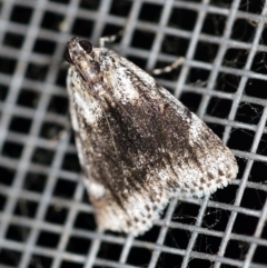 Spectrotrota fimbrialis (A Pyralid moth) at O'Connor, ACT - 18 Dec 2019 by ibaird