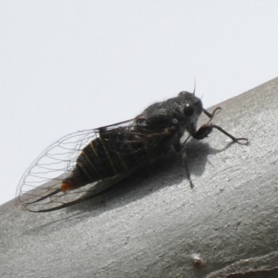 Atrapsalta furcilla (Southern Mountain Squeaker) at Tuggeranong DC, ACT - 30 Oct 2019 by Owen