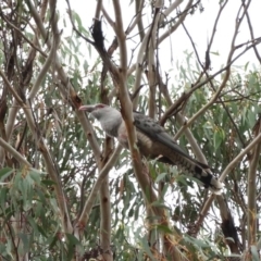 Scythrops novaehollandiae (Channel-billed Cuckoo) at Alpine, NSW - 25 Oct 2017 by JanHartog