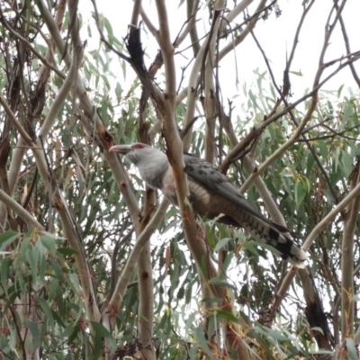 Scythrops novaehollandiae (Channel-billed Cuckoo) at Alpine, NSW - 26 Oct 2017 by JanHartog