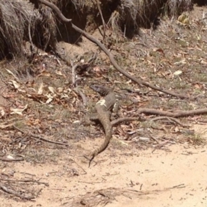 Varanus rosenbergi at Booth, ACT - suppressed