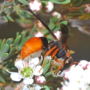 Pseudabispa bicolor at Molonglo River Reserve - 20 Dec 2019