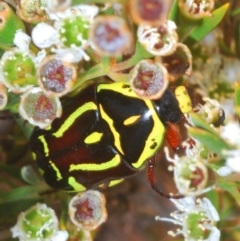 Eupoecila australasiae (Fiddler Beetle) at Molonglo River Reserve - 20 Dec 2019 by Harrisi