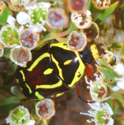 Eupoecila australasiae (Fiddler Beetle) at Molonglo River Reserve - 20 Dec 2019 by Harrisi