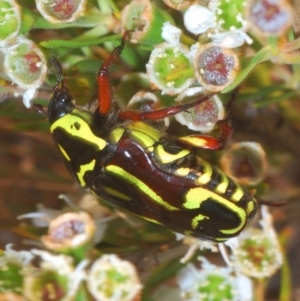 Eupoecila australasiae at Molonglo River Reserve - 20 Dec 2019