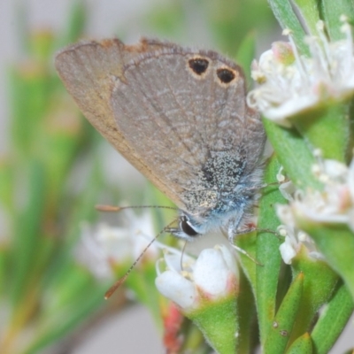 Nacaduba biocellata (Two-spotted Line-Blue) at Denman Prospect, ACT - 20 Dec 2019 by Harrisi