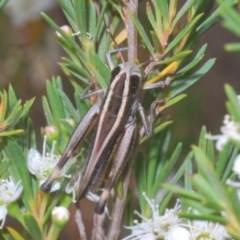 Macrotona australis (Common Macrotona Grasshopper) at Denman Prospect, ACT - 20 Dec 2019 by Harrisi