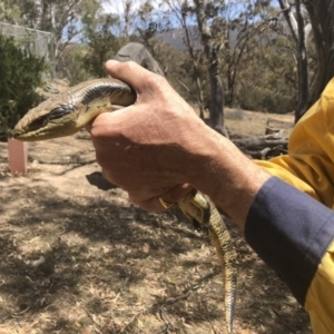 Tiliqua scincoides scincoides at Michelago, NSW - 23 Nov 2019 01:31 PM