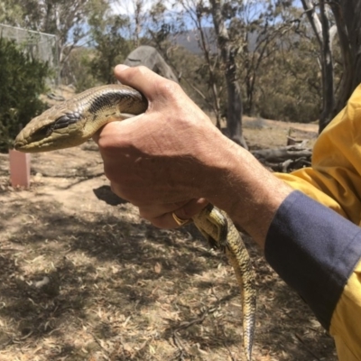 Tiliqua scincoides scincoides (Eastern Blue-tongue) at Michelago, NSW - 23 Nov 2019 by Illilanga