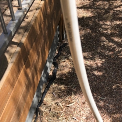 Pseudechis porphyriacus (Red-bellied Black Snake) at Michelago, NSW - 14 Nov 2019 by Illilanga