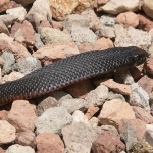 Pseudechis porphyriacus at Illilanga & Baroona - 11 Dec 2019