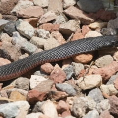 Pseudechis porphyriacus at Illilanga & Baroona - 11 Dec 2019 01:10 PM