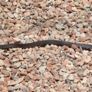 Pseudechis porphyriacus at Illilanga & Baroona - 11 Dec 2019 01:10 PM